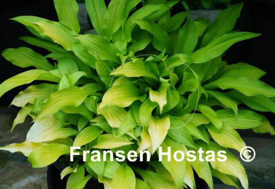 Hosta Sunlight Child